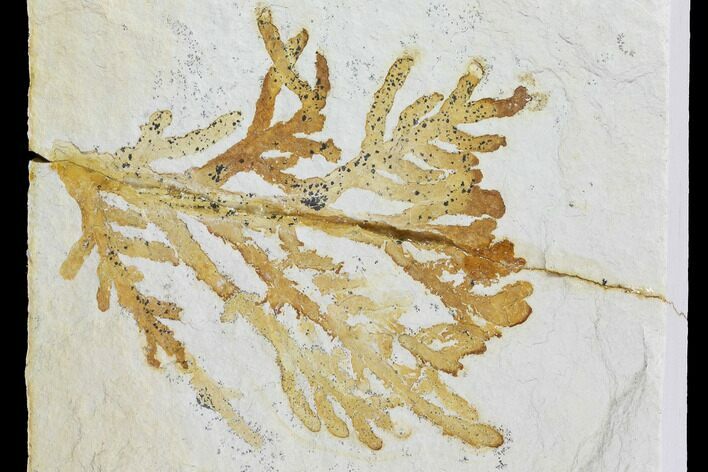 Fossil Plant (Brachyphyllum) - Solnhofen Limestone, Germany #97468